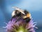 Bumblee feeding on field scabious