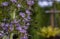 Bumbless gathering nectar from  an Echium pininana