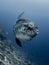 Bump-Head Sunfish - Mola alexandrini