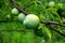 A bumper harvest of plums