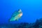Bumphead Parrotfish