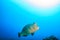 Bumphead Parrotfish