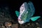 Bumphead parrotfish close up portrait underwater detail