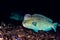 Bumphead parrotfish close up portrait underwater detail