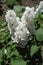 Bunch of 3 panicles of white lilac