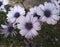 Bunch of african daisy flower plant