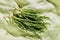 Bunch of agretti - salsola soda or opposite - leaved saltwort - on cotton tablecloth  