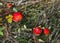 Bunch of amanita muscaria mushrooms growing on moss between dry grass.