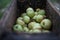 A bunch of apples in the fruit grinder machine, fruits in wooden fruit mill in garden, preparation for home making alcohol