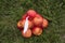 A bunch of apples, store-bought packaging lying on the grass