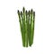 Bunch of asparagus, vector illustration, isolated on white background