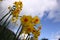 A bunch of Australian daffodil flowers against cloudy blue sky