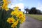 A bunch of Australian daffodil flowers near a cycle path