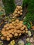 Bunch of autumnal pholiota fungi closeup
