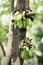 Bunch of Averrhoa bilimbi tropical fruit on the tree.