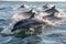 bunch of baby dolphins jumping and playing in crystal-clear waters