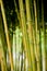 Bunch of bamboo tree stems/sticks