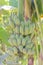 Bunch of bananas on a branch of banana tree in Banana orchard in