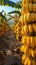 A bunch of bananas hanging on a tree