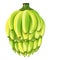 Bunch of bananas icon cartoon vector. Fruit plant