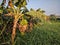 Bunch of bananas and landscape in a plantation of the Hanoi city, Vietnam. Sunset