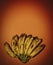 Bunch of bananas on red background with vignette and copyspace. Fresh organic Banana overripe, Fresh bananas on kitchen