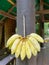 A bunch of bananas, used as elephant food, tied together with banana tree string hanged by round wooden pole
