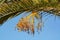 Bunch of barhi dates fruits growing on palm tree close up