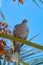 Bunch of barhi dates fruits growing on palm tree and grey Canarian laurel pigeon endemic bird close up