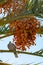 Bunch of barhi dates fruits growing on palm tree and grey Canarian laurel pigeon endemic bird close up