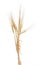 Bunch of barley with spikelet on a light background