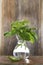 Bunch of Basil in vase with water