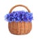 Bunch of beautiful cornflowers in basket on white background