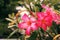 bunch of beautiful desert rose with dew for pattern