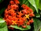 Bunch of beautiful Ixora Flowers-India