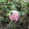 A bunch beautiful pink ashoka flowers.  Cirebon, West Java.  Indonesia