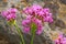 Bunch of beautiful pink delicate flowers Silene Bugska of the fa