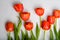 A bunch of beautiful red tulips