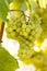 Bunch of beautiful, ripe white wine grapes growing on a grapevine in vineyard