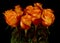 Bunch of beautiful roses isolated over black