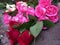 a bunch of beautiful shaded rose flowers for sale