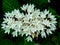 Bunch of beautiful small white flowers blossom