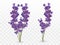 Bunch beautiful violet flowers. Lavender isolated on transparent background. Fragrant bunch lavender. Tender bouguet of