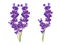 Bunch beautiful violet flowers. Lavender isolated on white background. Fragrant bunch lavender. Tender bouguet of