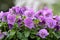 A bunch of beautiful violets blooming in garden