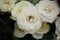 A bunch of beautiful white rose photo taken in Semarang Indonesia