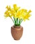 Bunch of beautiful yellow daffodils isolated on white background. Beautiful bouquet of narcissus flowers in rustic ceramic vase.