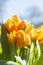 A bunch of beautyfull Yellow tulips closup portrait_IMG_9365