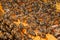 A bunch of bees on a honeycomb in a hive