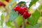 bunch of berries, red ripe fruit of viburnum on the tree